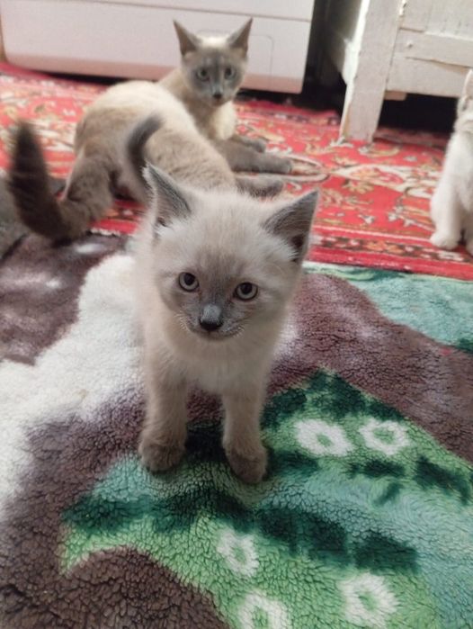 Отдам котят бесплатно