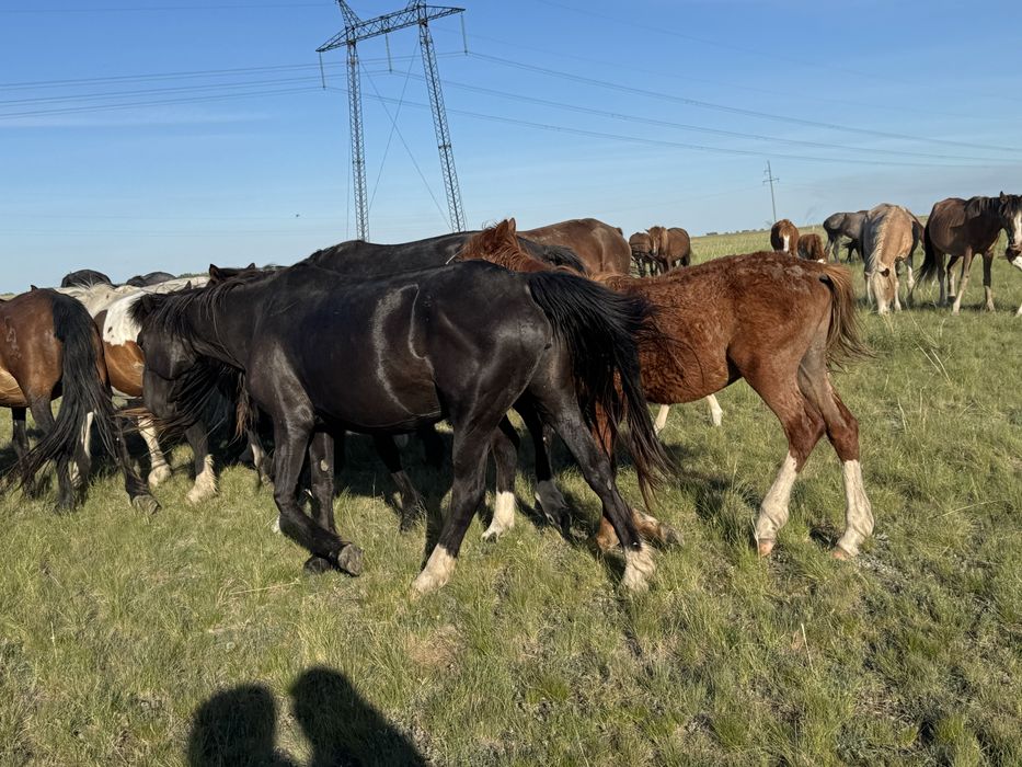 Продам лошадь, находится  на пастбище