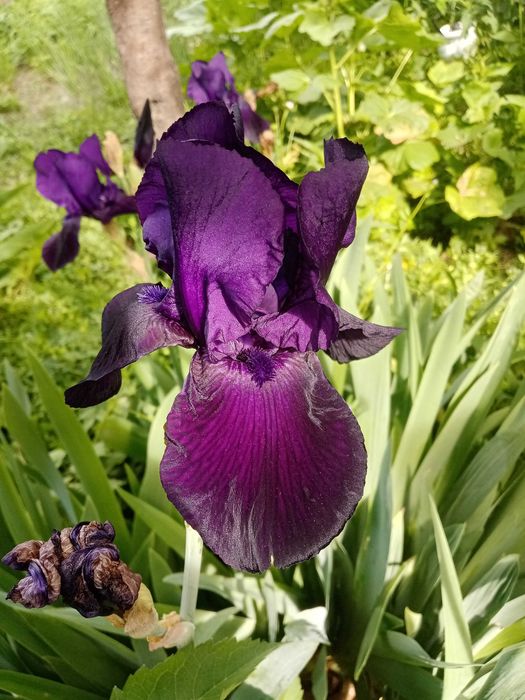 Ирисы красивые высокие