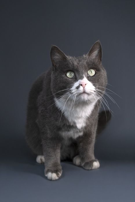 Мультик в частный дом