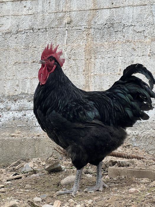 VK-da rus onalarining yalangoch fotosuratlari