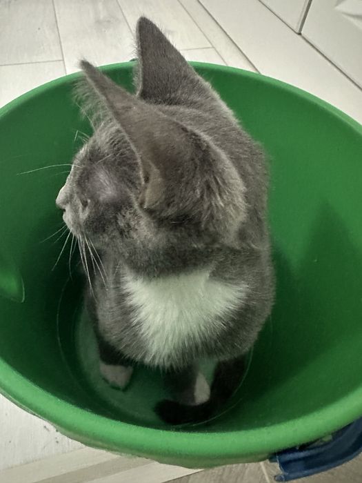 Маленький котенок мальчик