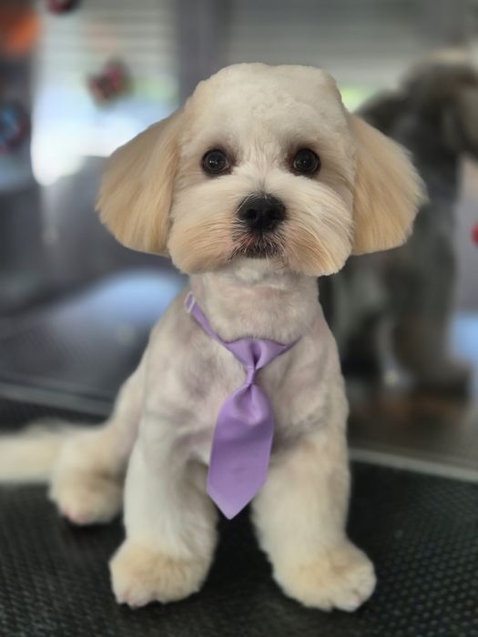 Frizerie canina Constanta