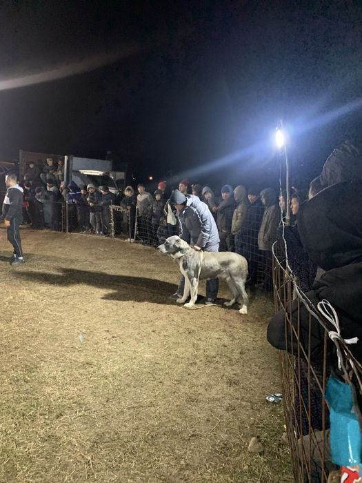 Собака ит боец ит