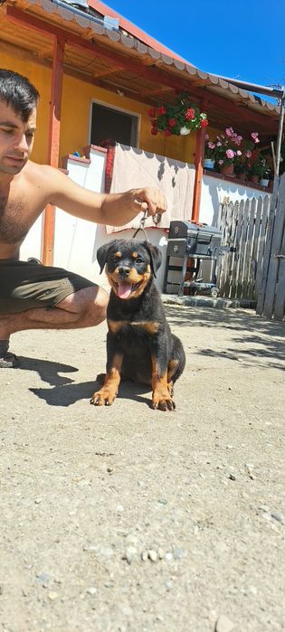 Pui Rottweiler talie mare