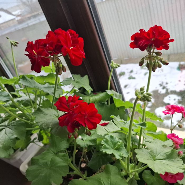 Продам комнатные цветы!