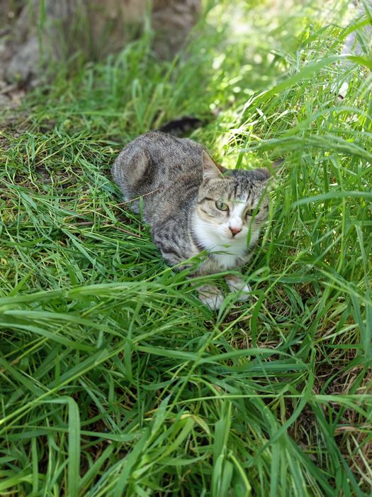 Отдам даром кошек хорошые добрые руки