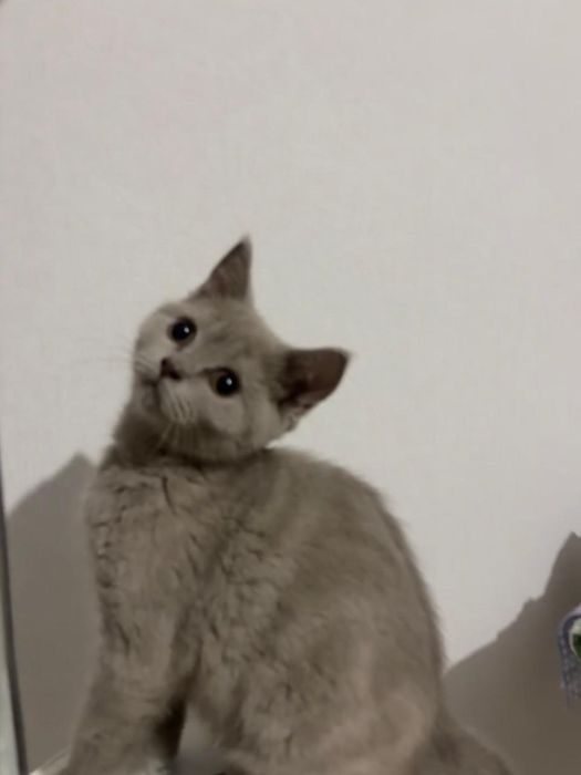Кошки шатландские
