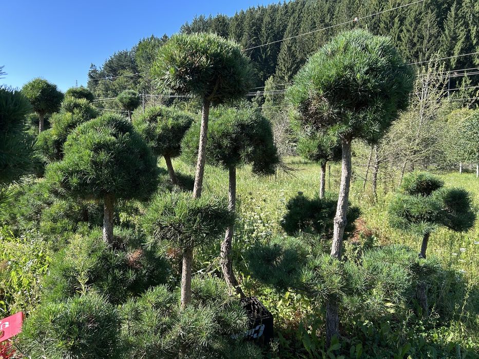 Plante ornamentale