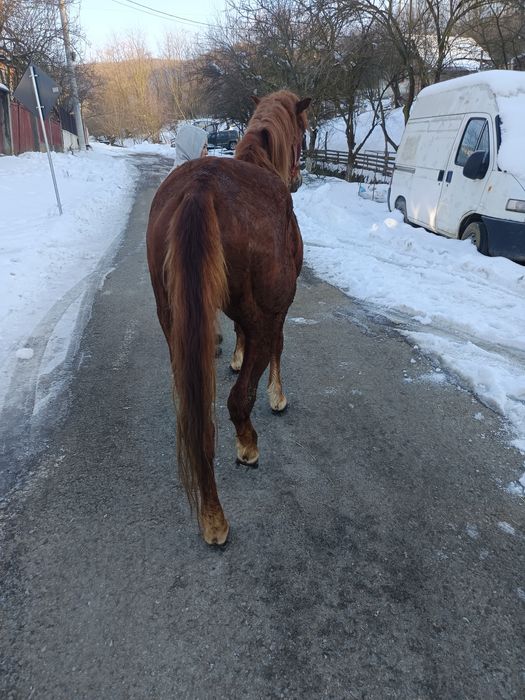 Vând sau schimb cu juninca sau vaca