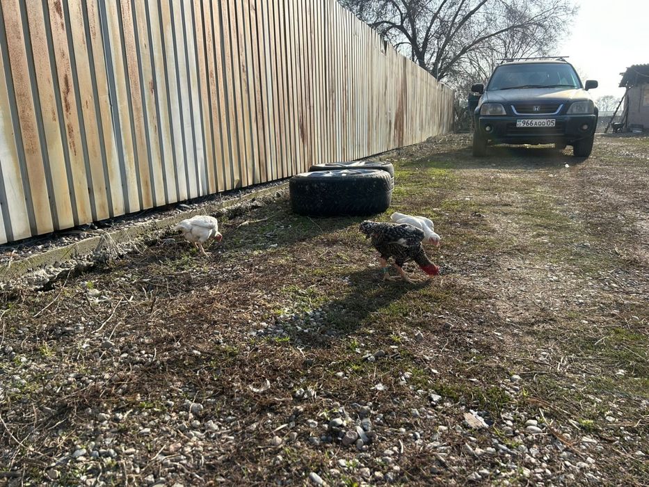 Ко шамо 2+1 семья