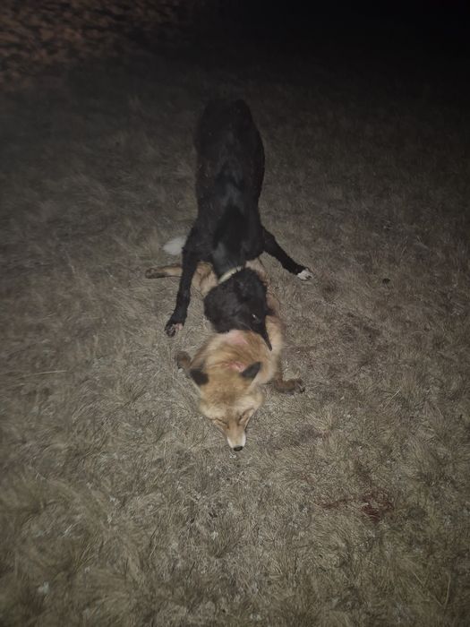 Продам тазы 1,6 год