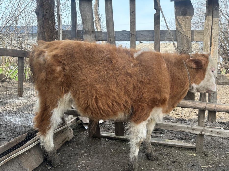 3 бычка продаются