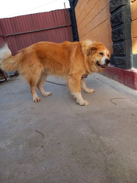 Кавказский овчарка