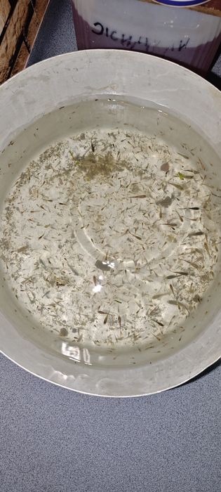 Продам аквариумных рыбок