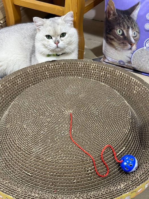 ВЯЗКА..Серебристый Шиншилла..(БРИТАНСКИЙ)