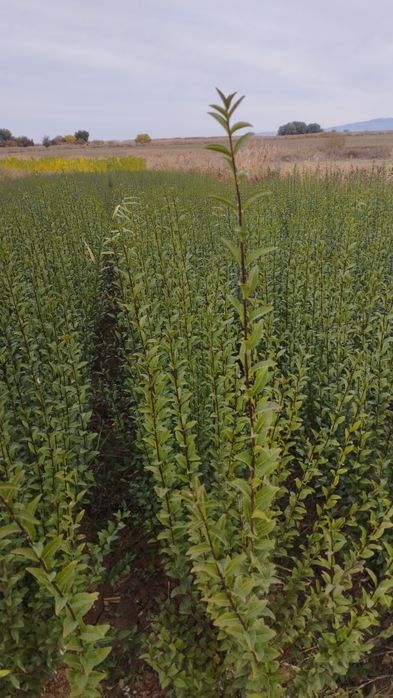 Саженцы все виды