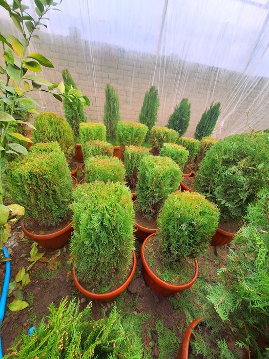 Арчалар кучатлари хар хил турдаги