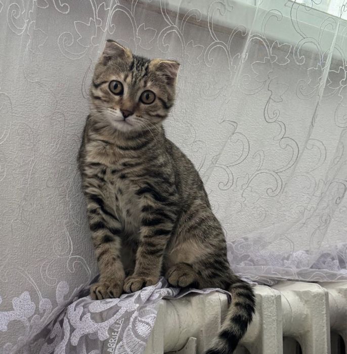 Отдам шотладскую кошку