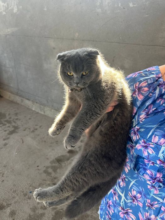 Scottish Fold  .