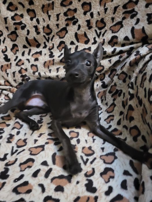 продам собаку породы цверг-пинчер