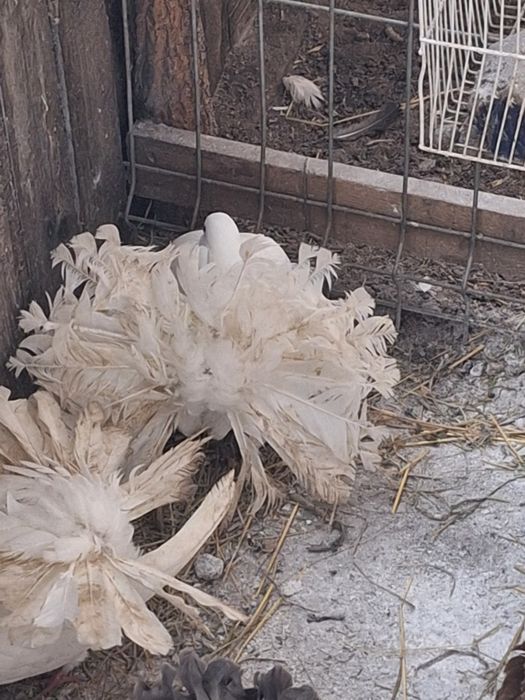 Porumbei rotați/curcani