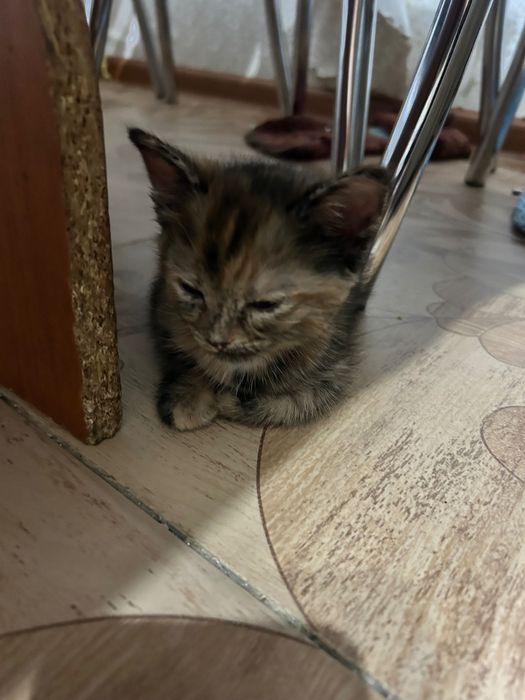 Отдам котят в хорошие руки