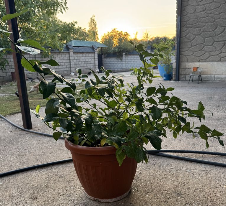 Лимонное дерево домашнее