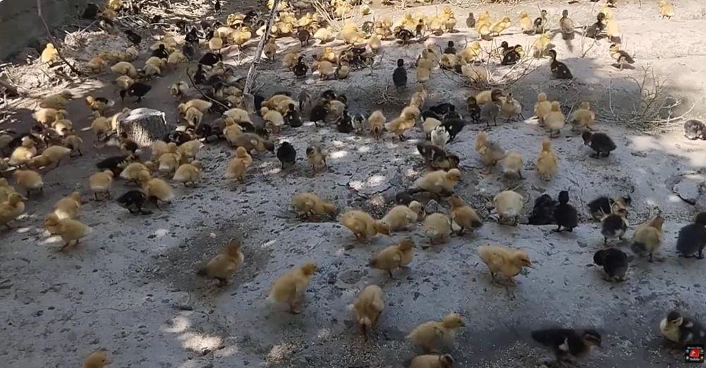 O'RDAK JO'JALAR SOTILADI
Soni cheklangan sotib olishga ulguring
Narxi;