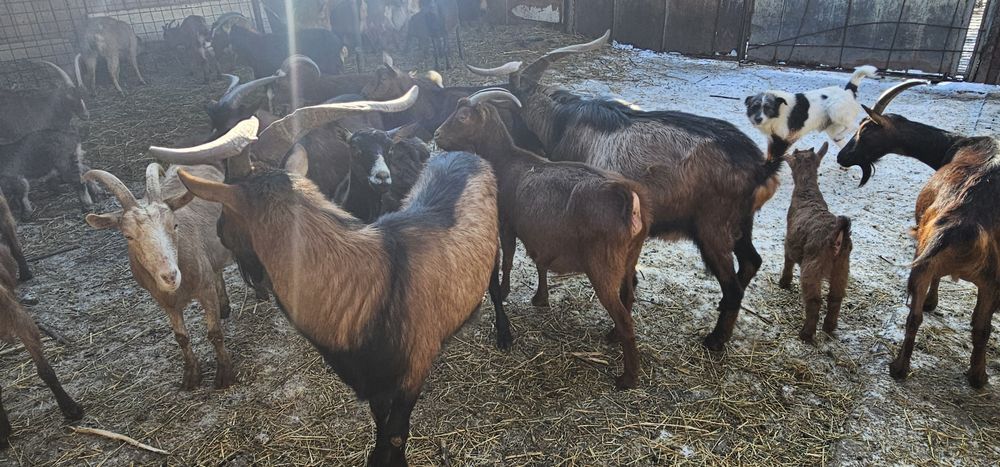 Tapi rasa Alpin francez