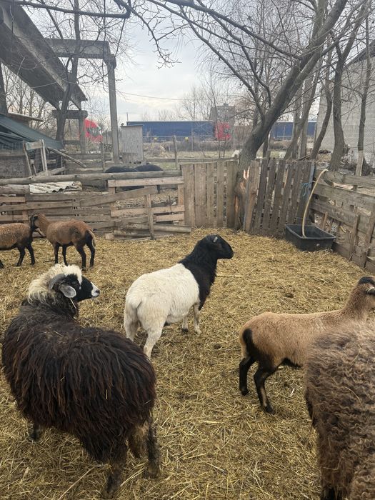 Vand sau schimb doi berbeci si o oaie Dorper