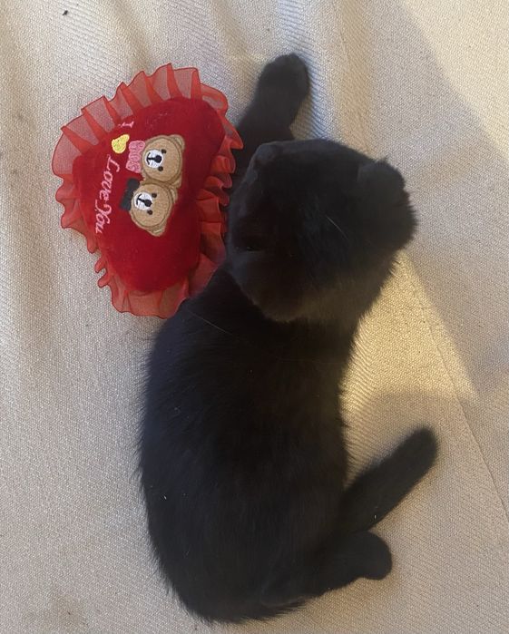 Котенок британец