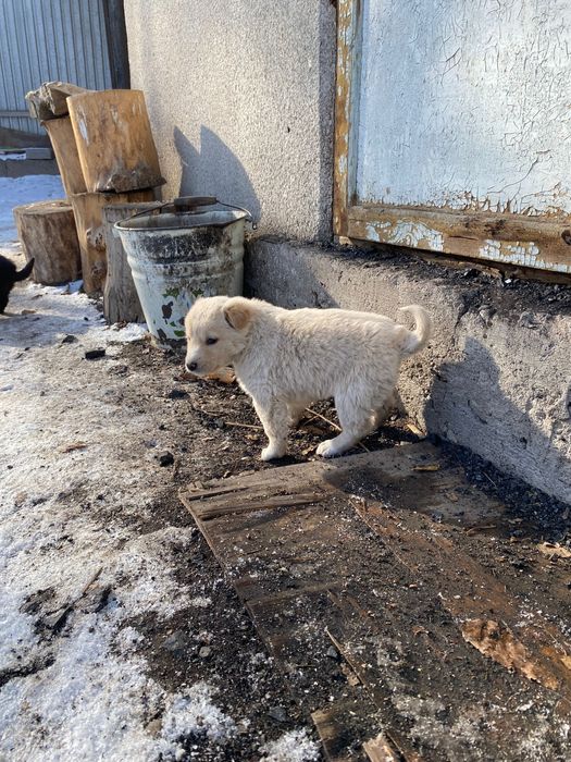 Отдаем собачек в хорошие руки
