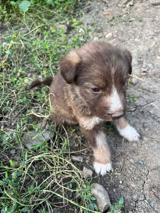 Donam cățeluși metiș