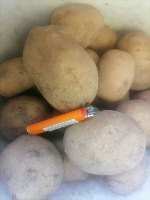 Продам картофель сорт гала