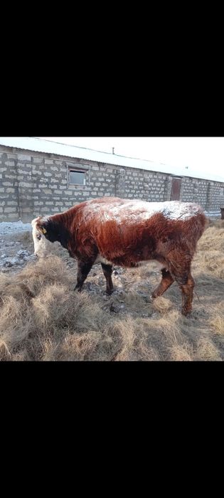 Сиырлар сатылады