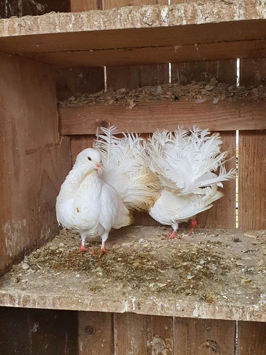 De vânzare porumbei pave