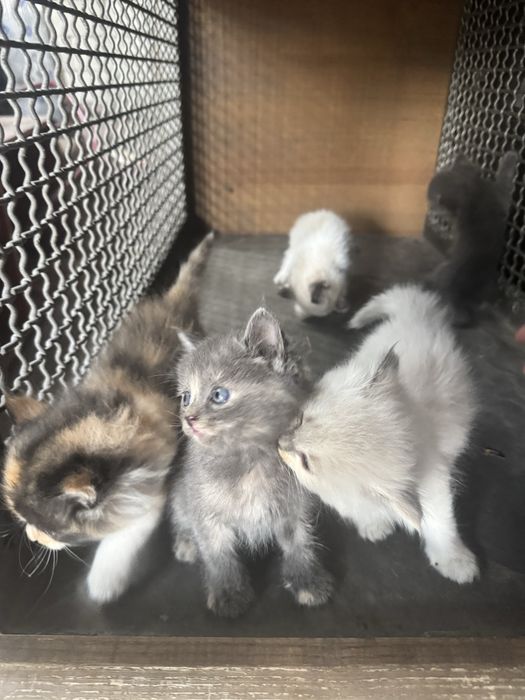 Отдам котят, 1,5 мес