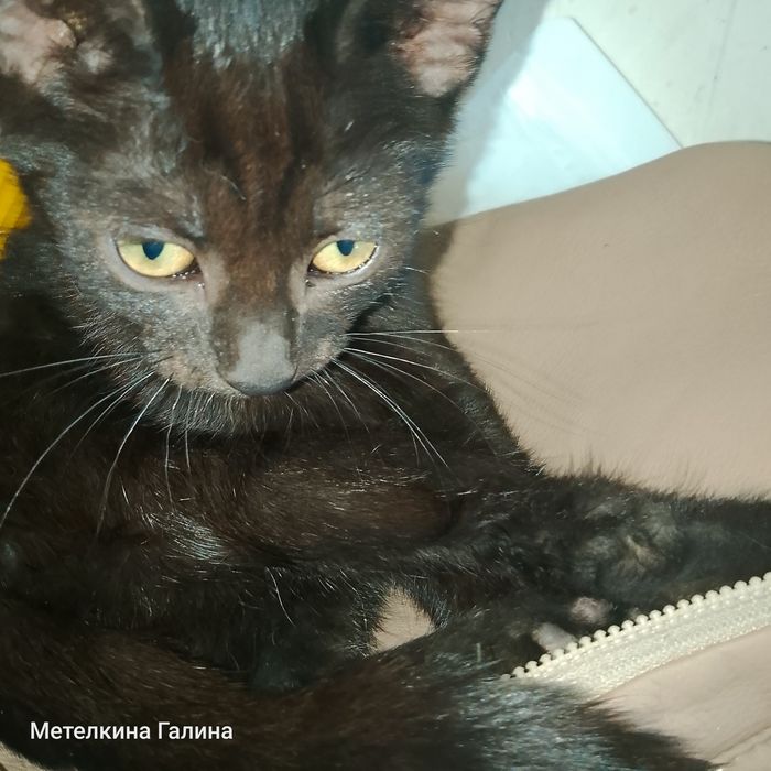 Котята в хорошие руки