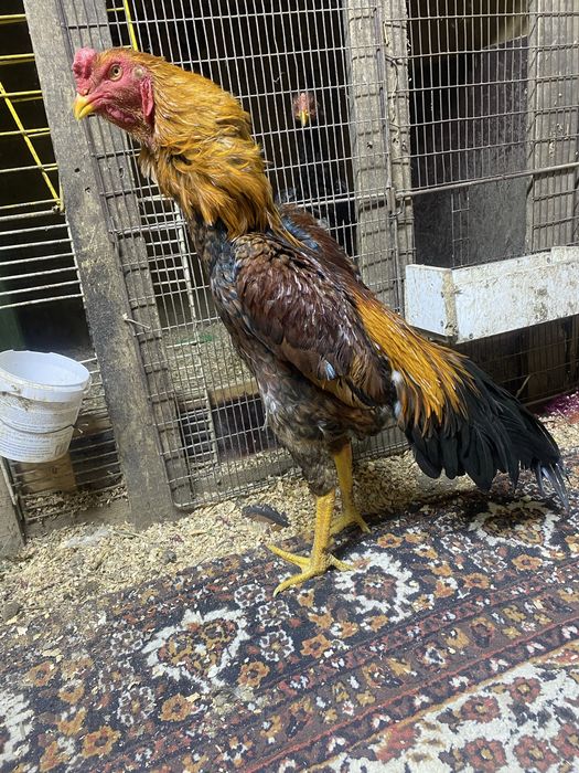 Продам о шамо  наталия