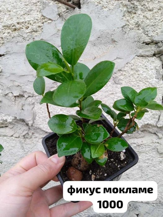 продам домашние растения