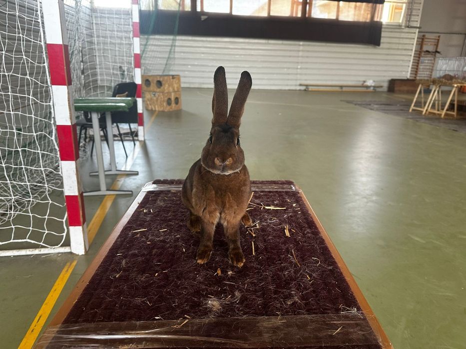 Vând URGENT iepuri Rex și californian