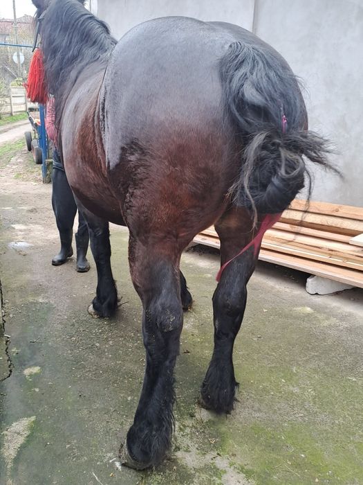 Iapa de vâzare iapa frumosa