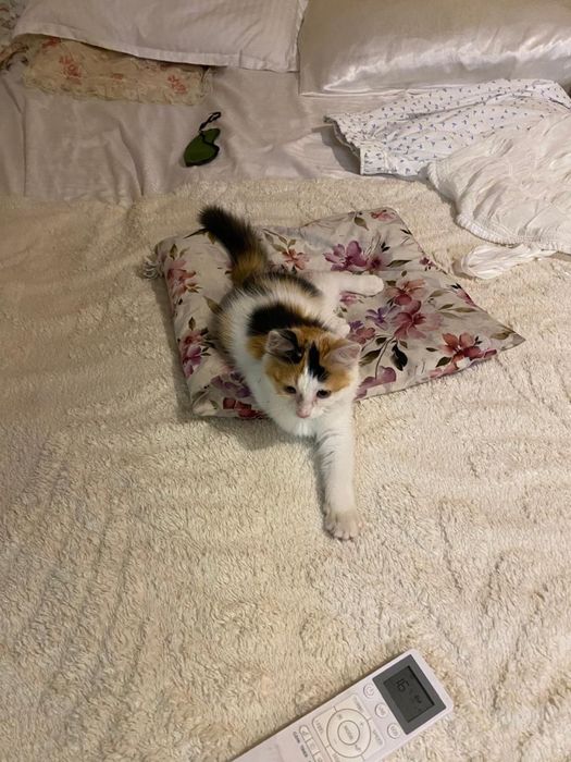 Котенок в добрые руки