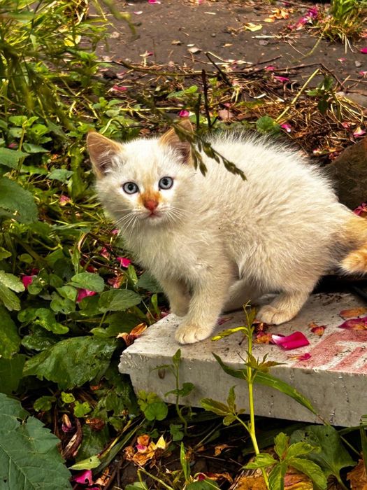 Отдадим котят, бесплатно!