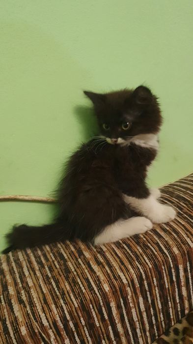 Отдам котёнка, 1.5 мес