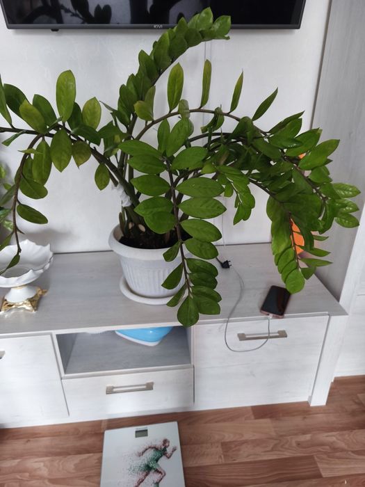 Продам комнатные растения доллар