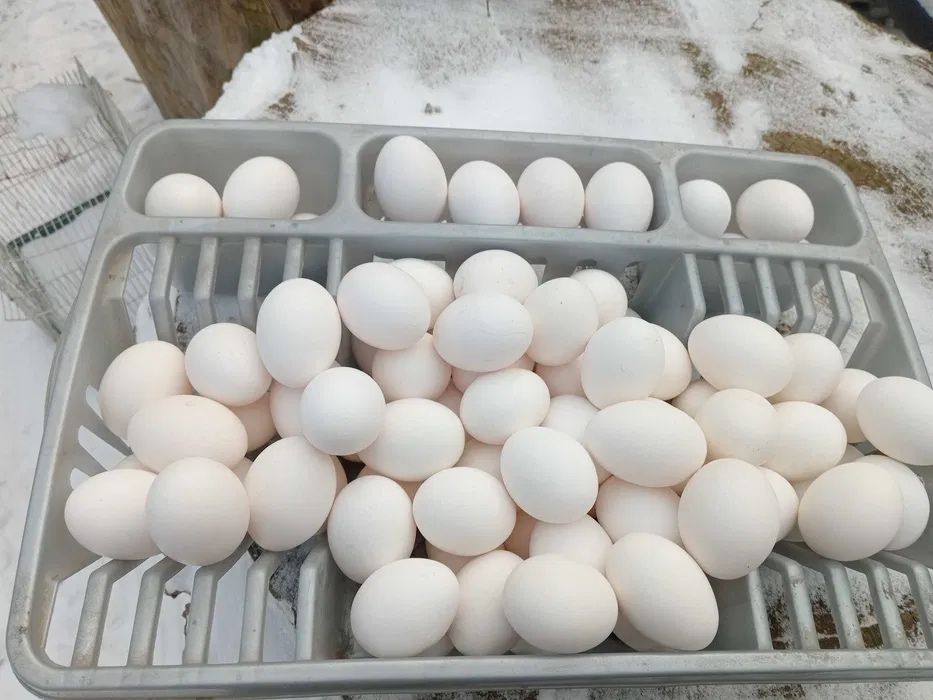 Несушки Хасекс Доставка!