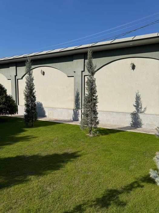 Продаются деревья Ёлка, Магнолия Крымский сосна