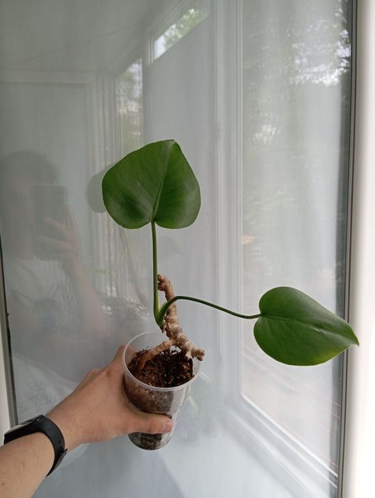 Комнатные  цветы